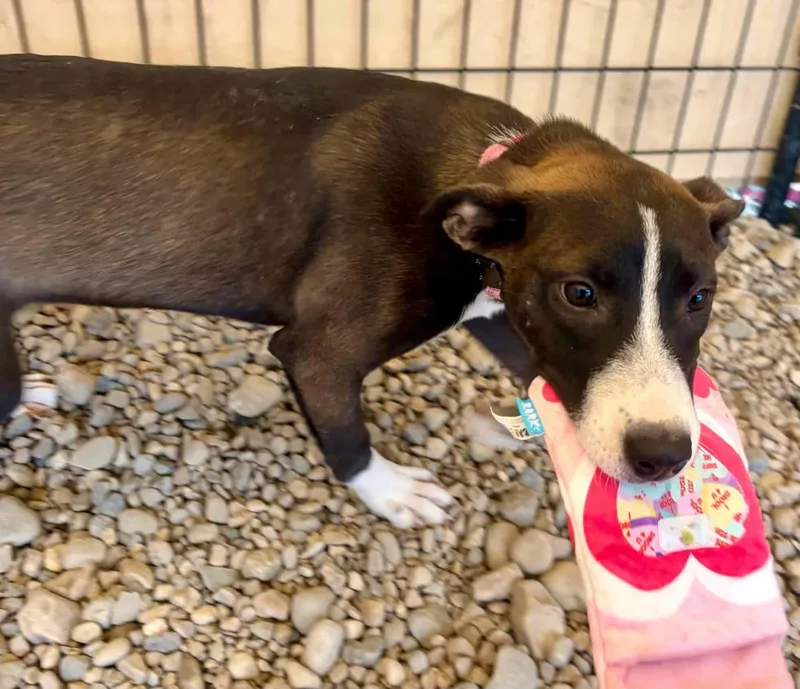 A baby medium-sized female Black Labrador Retriever dog named Selene for adoption in Sterling Heights, MI