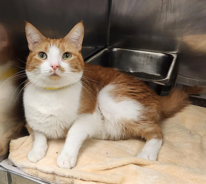 A young medium-sized male Tabby (Orange / Red) Domestic Short Hair cat named Sunny for adoption in Clayton, NJ