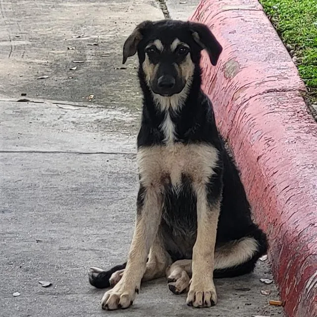 A baby medium-sized male German Shepherd Dog dog named Chip for adoption in San Antonio, TX