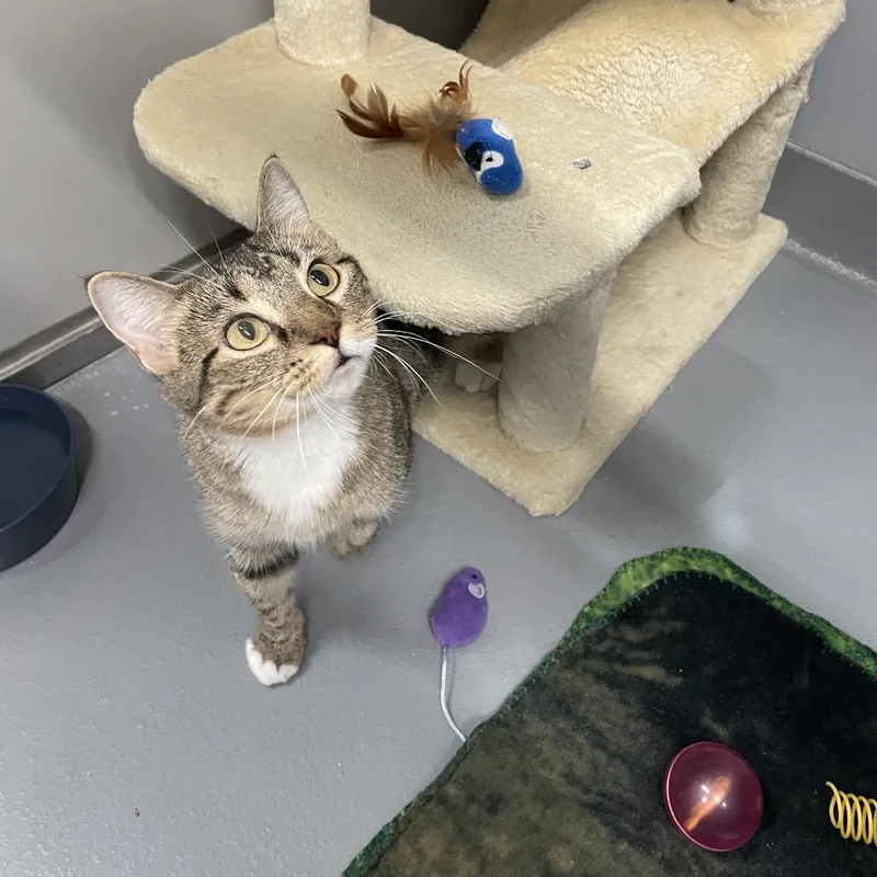 An adult medium-sized female Domestic Short Hair cat named Ada for adoption in Cape Girardeau, MO