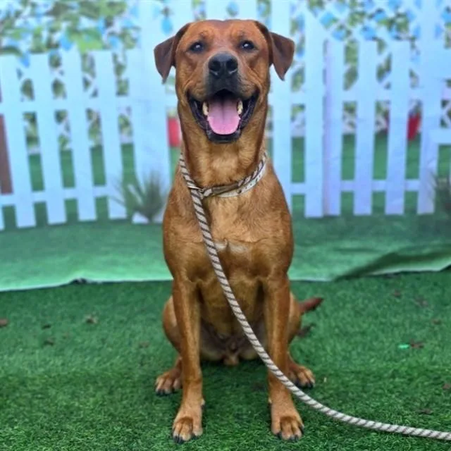A young large-sized male Labrador Retriever dog named Mac for adoption in Long Beach, CA