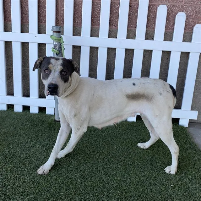 An adult medium-sized female Pit Bull Terrier dog named Willow for adoption in Modesto, CA