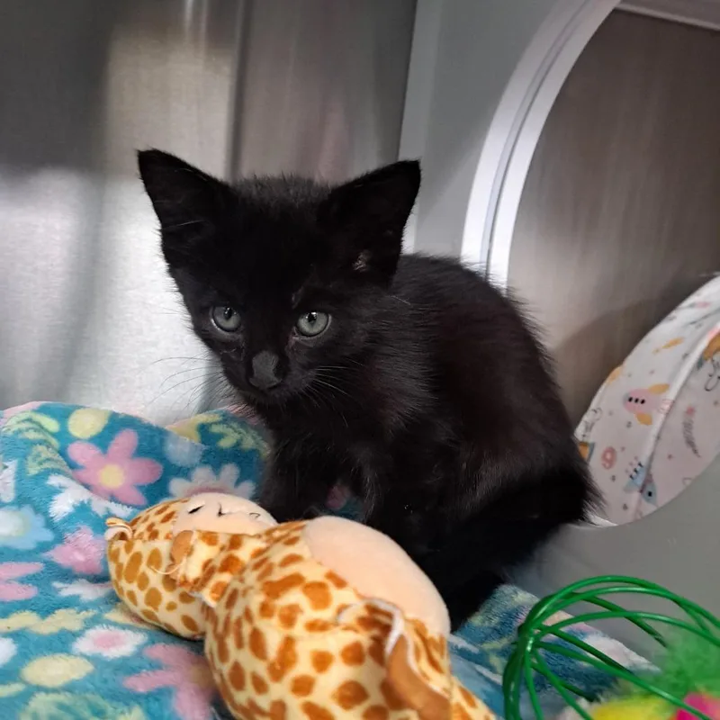 A baby small-sized male Black Domestic Short Hair cat named Stray Hold  Onyx for adoption in Albuquerque, NM