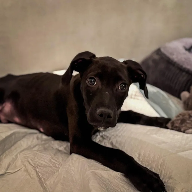 A young medium-sized male Black Mixed Breed dog named Oz for adoption in West Palm Beach, FL