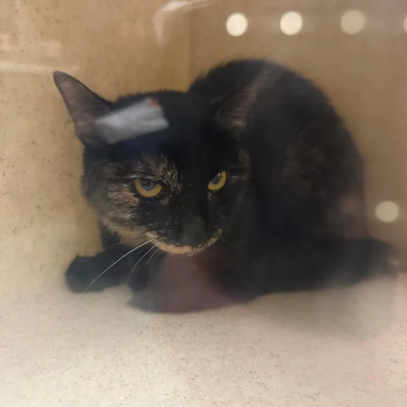 A young medium-sized female Domestic Short Hair cat named Abby Scuito for adoption in Reno, NV