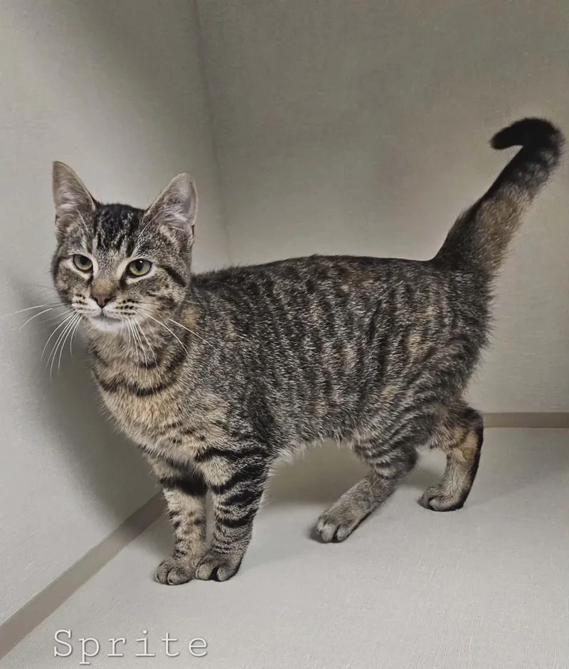 A young medium-sized female Tabby (Brown / Chocolate) Domestic Short Hair cat named Sprite for adoption in Wapakoneta, OH