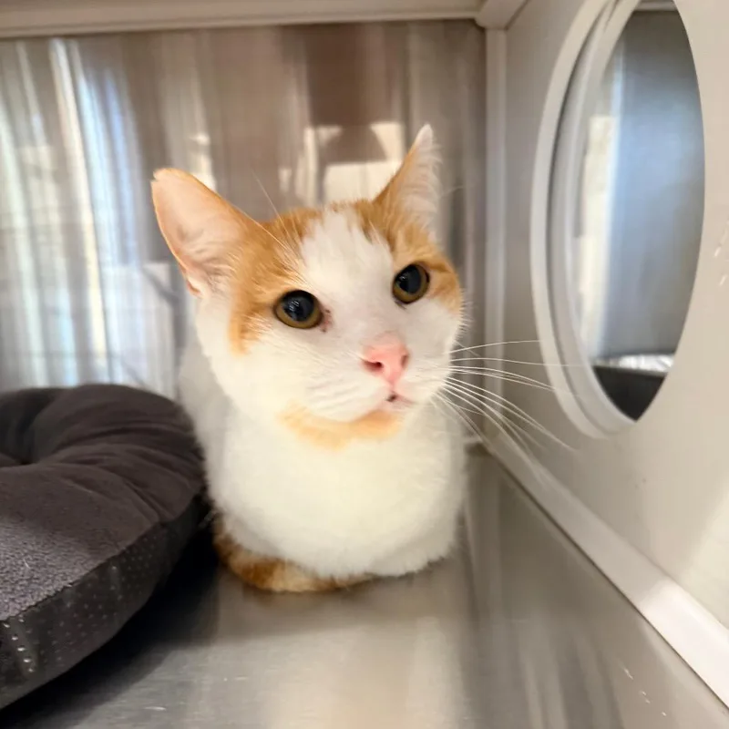 A senior medium-sized male Orange / Red Domestic Short Hair cat named Bibo for adoption in Port Neches, TX