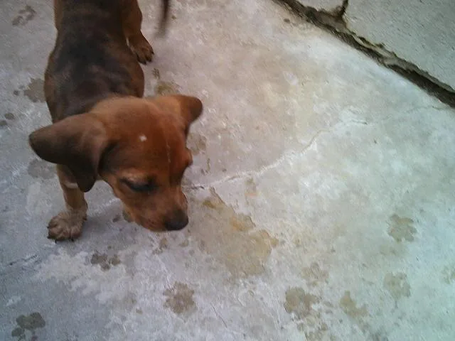 Rusty And Dusty thumbnail 2