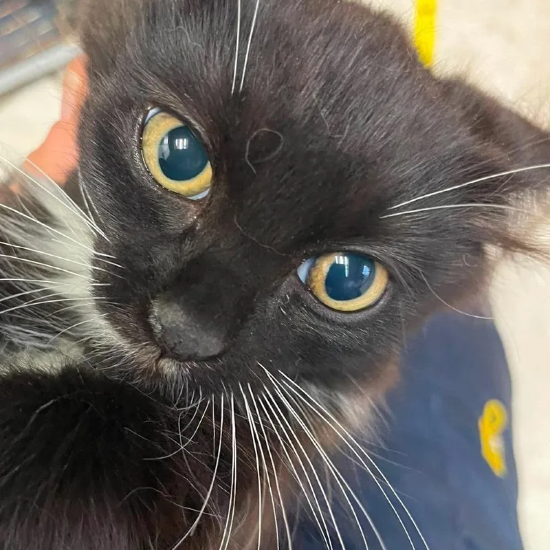 A baby small-sized male Black Domestic Long Hair cat named James for adoption in Hemet, CA