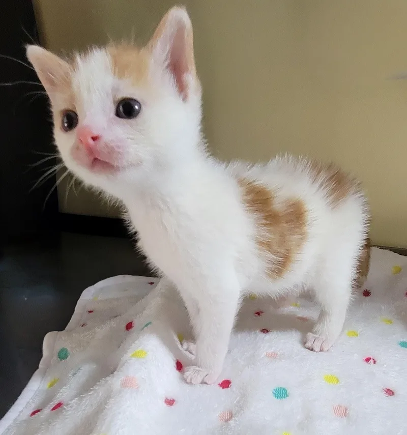 A baby large-sized male Orange & White Domestic Short Hair cat named Patch for adoption in Aylett, VA