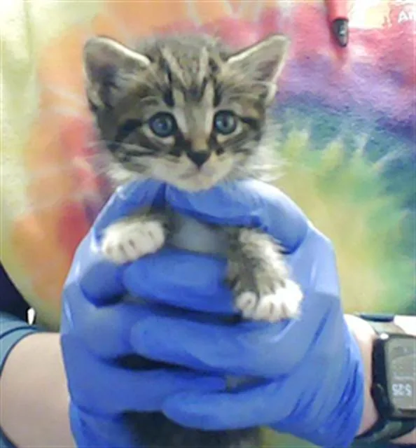 A baby small-sized male Domestic Short Hair cat named Malachi for adoption in Fayetteville, NC