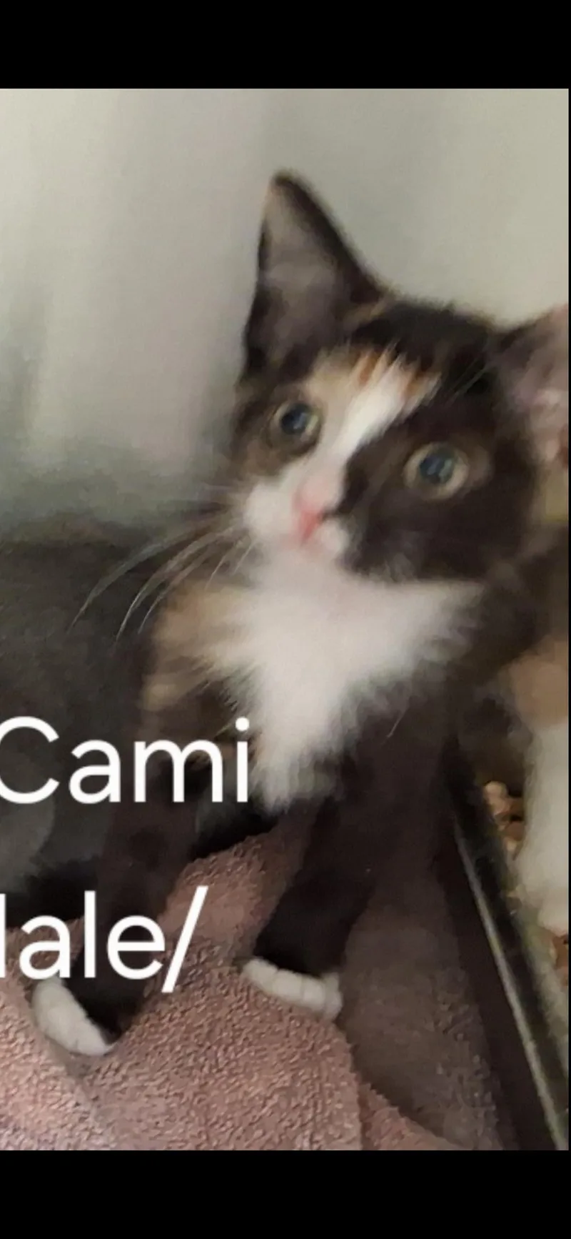 A baby medium-sized female Calico Domestic Short Hair cat named Cami for adoption in Gainesville, VA