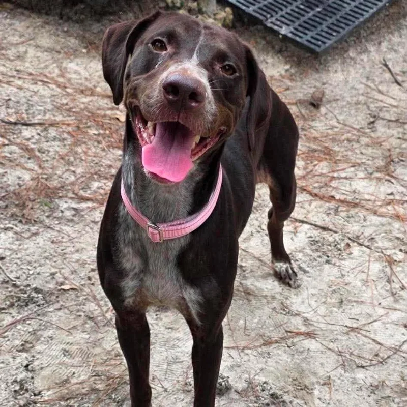 A young medium-sized female Brown / Chocolate Pointer dog named Cairo for adoption in Buffalo, MN