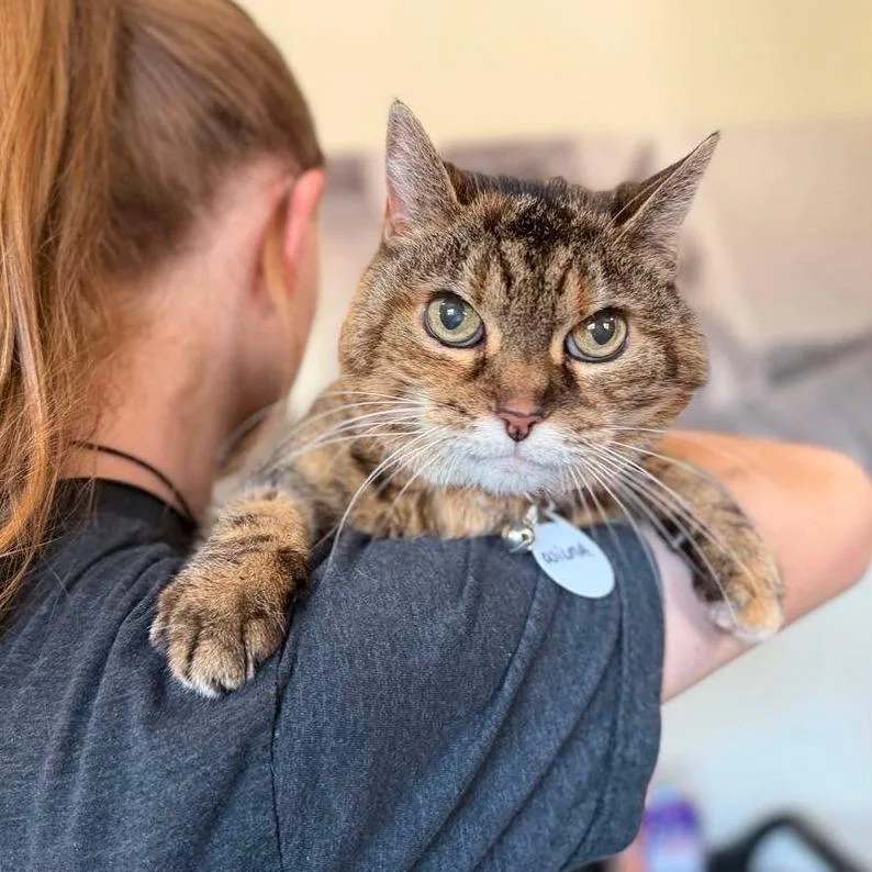 A senior medium-sized female Brown / Chocolate Domestic Medium Hair cat named Wilma for adoption in Ramona, CA