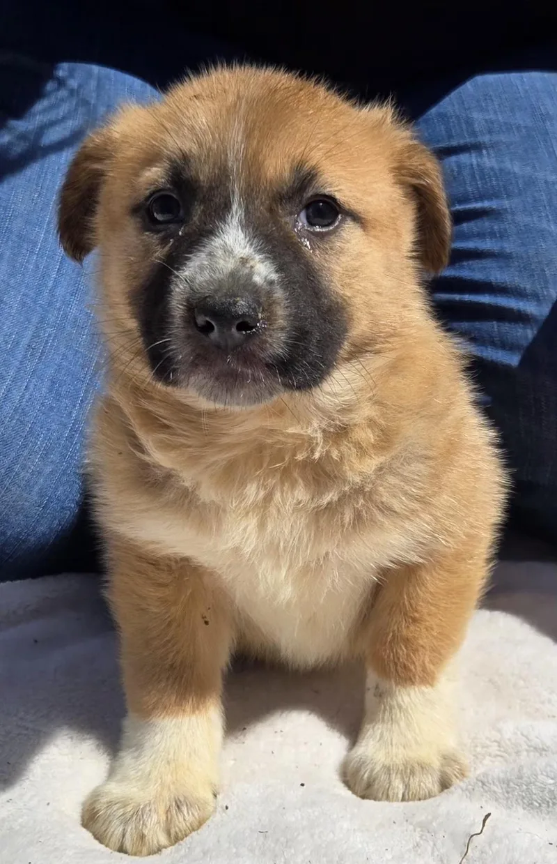 A baby medium-sized female Anatolian Shepherd dog named Skye   $ for adoption in Milwaukee, WI