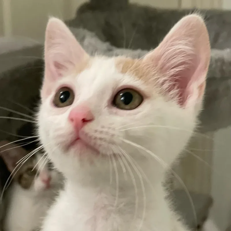 Sam