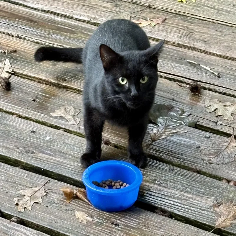 A baby small-sized female Black Domestic Short Hair cat named RavenFOUND for adoption in Rochester, MN