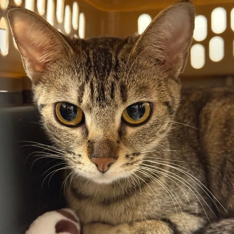 Savannah thumbnail 2