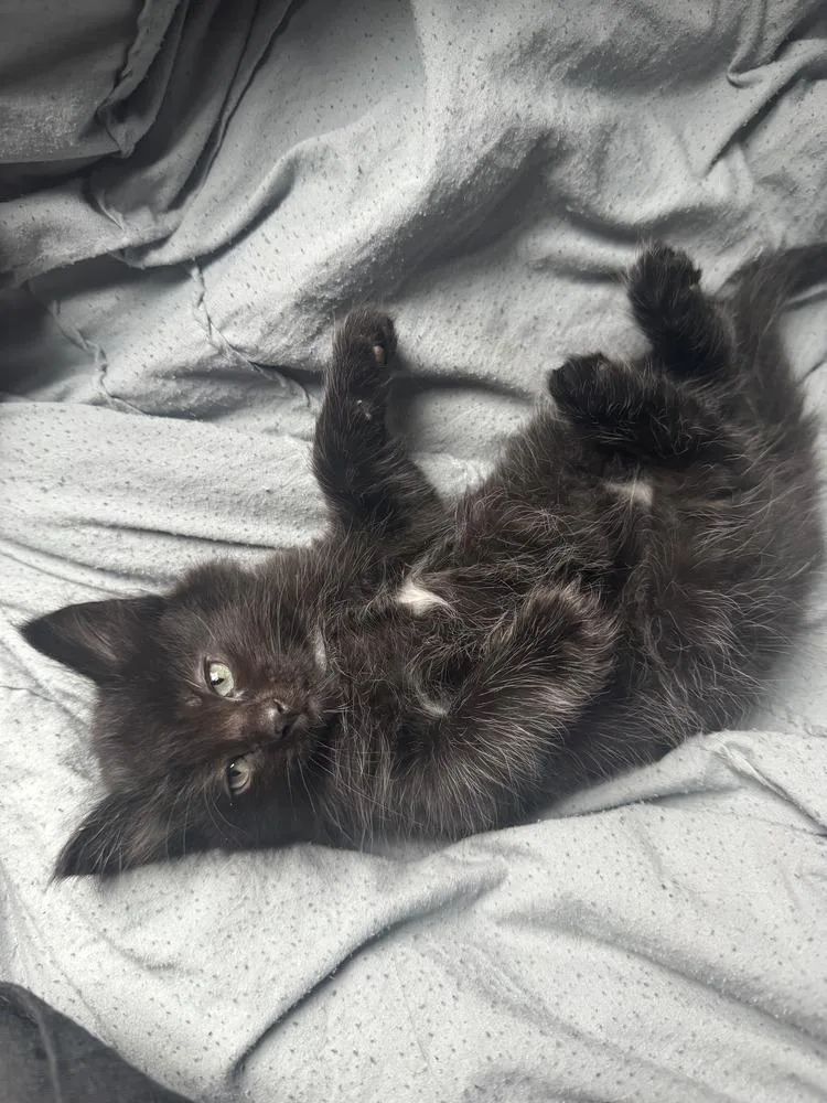 A baby small-sized female Black & White / Tuxedo Domestic Short Hair cat named Toasty for adoption in Dallas, TX