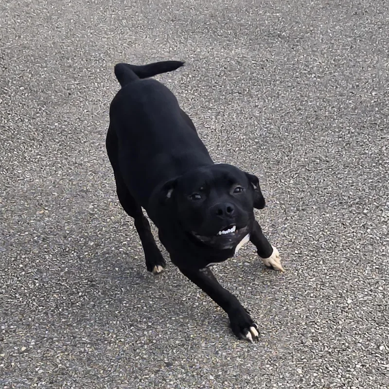 An adult medium-sized male Black Pit Bull Terrier dog named Zorro for adoption in Xenia , OH