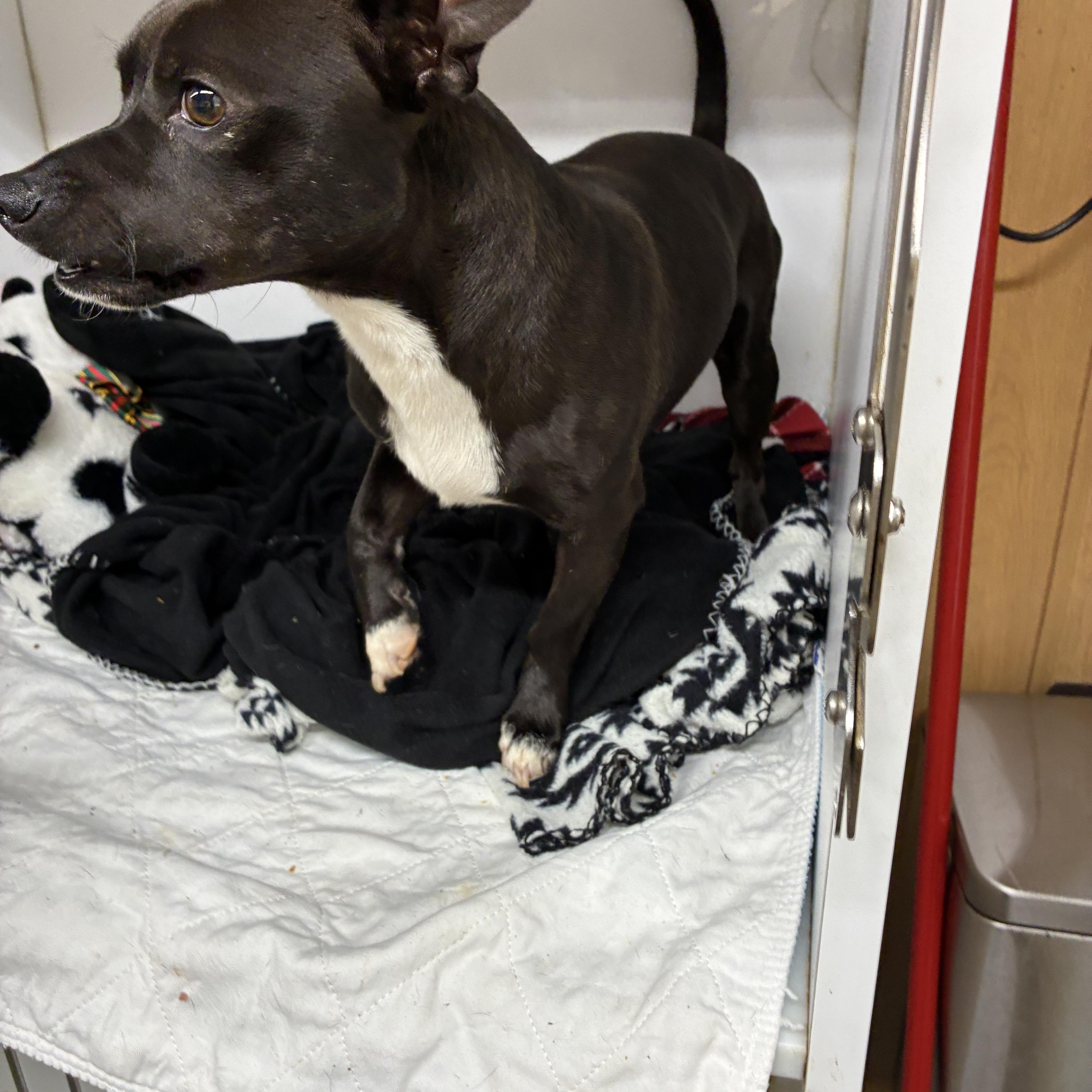 An adult small-sized male Black Chiweenie dog named Tux for adoption in Woodruff, SC