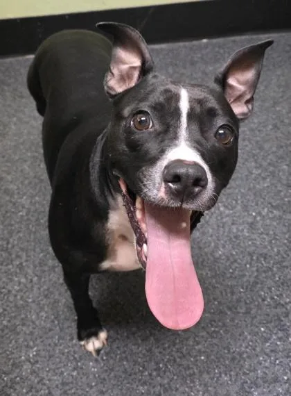 Missy Moo thumbnail 2