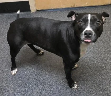 Missy Moo thumbnail 3