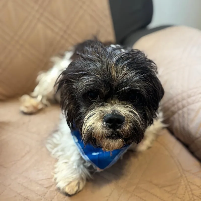 A young small-sized male Shih Tzu dog named Khepri for adoption in New York, NY