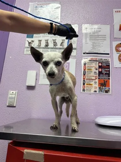 A senior small-sized male Chihuahua dog named 61771713 for adoption in El Paso, TX