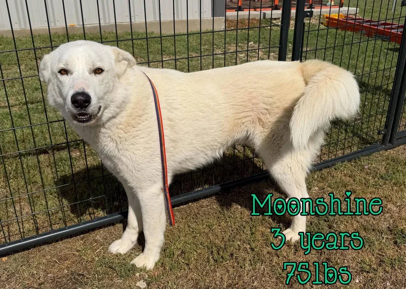 An adult large-sized male Shepherd dog named Moonshine for adoption in Holbrook, NY