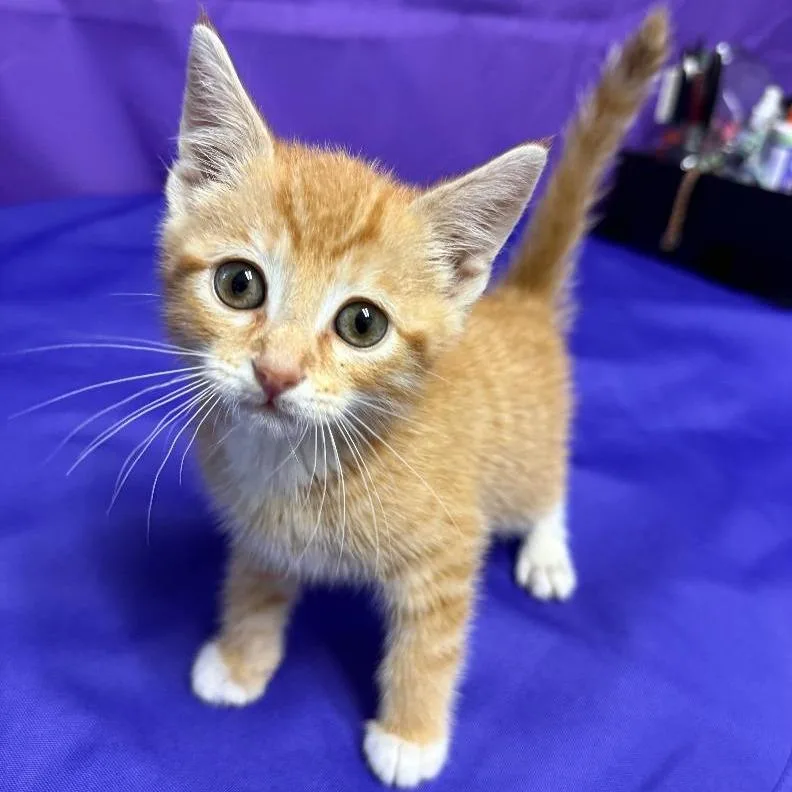 A baby small-sized male Orange / Red Domestic Short Hair cat named Howard for adoption in North Myrtle Beach, SC