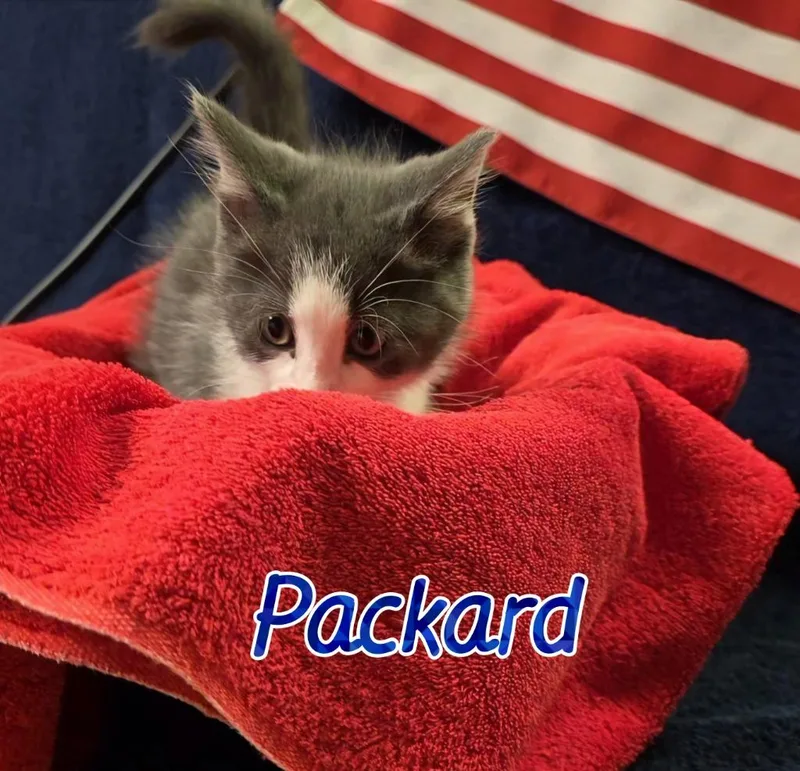 Packard