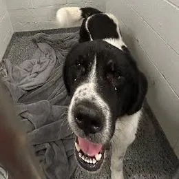 An adult small-sized male Mixed Breed dog named Emmett for adoption in Jeffersonville, IN