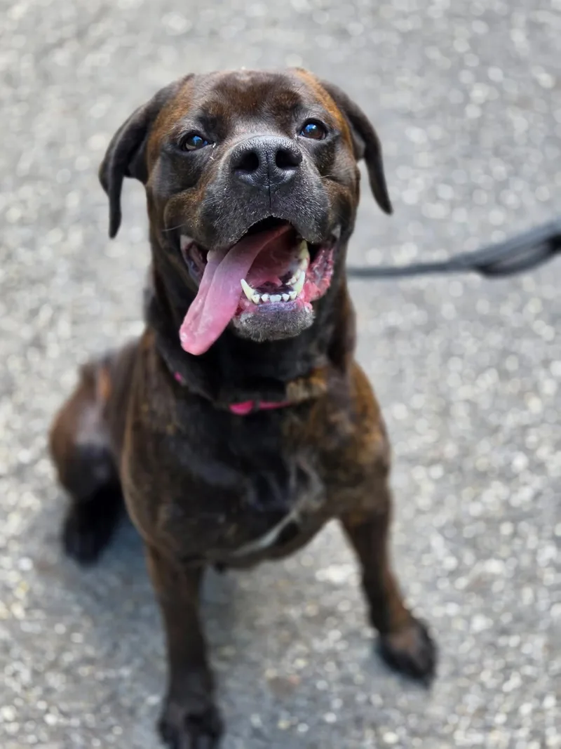 A young large-sized female Brindle Cane Corso dog named Deb for adoption in Warren, OH