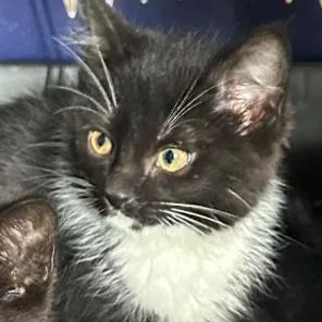 A baby medium-sized female Black Domestic Short Hair cat named B BJ Blazkowicz Roswell for adoption in Denver, CO