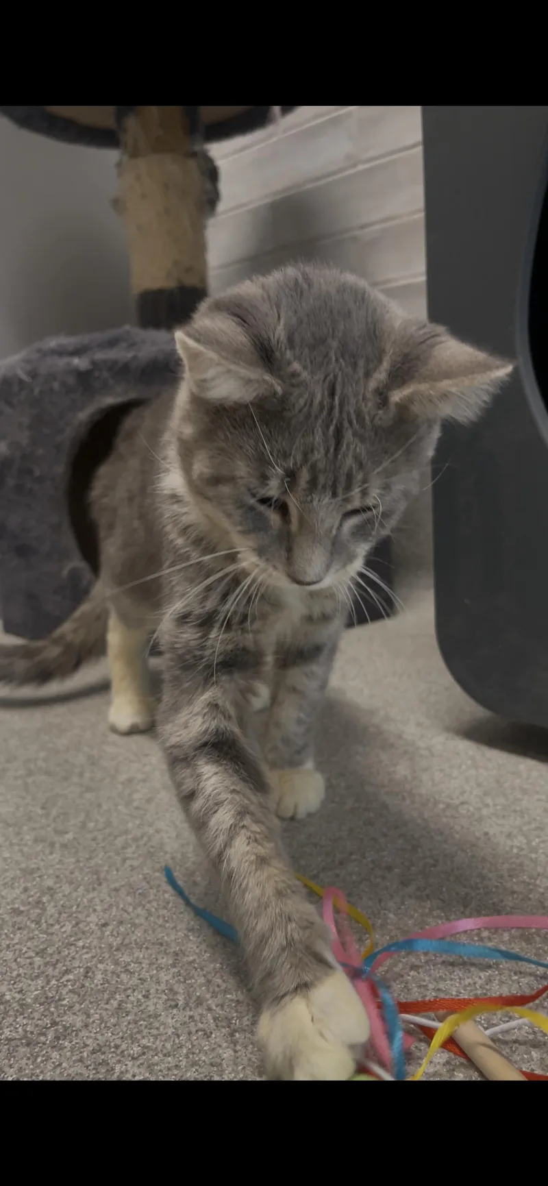 An adult medium-sized female Torbie Domestic Short Hair cat named Bianca Del Rio for adoption in Hillsboro, MO