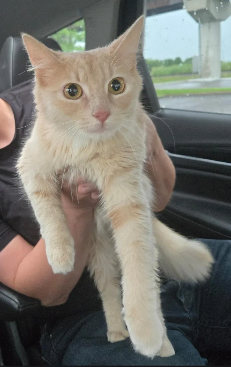 A young medium-sized female Domestic Medium Hair cat named Diva for adoption in merrillville, IN
