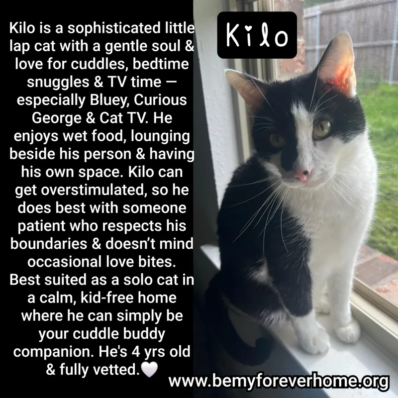 An adult medium-sized male Domestic Short Hair cat named Kilo for adoption in Plano, TX