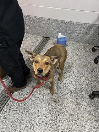 An adult large-sized female Mixed Breed dog named Dusty for adoption in West Chester, PA