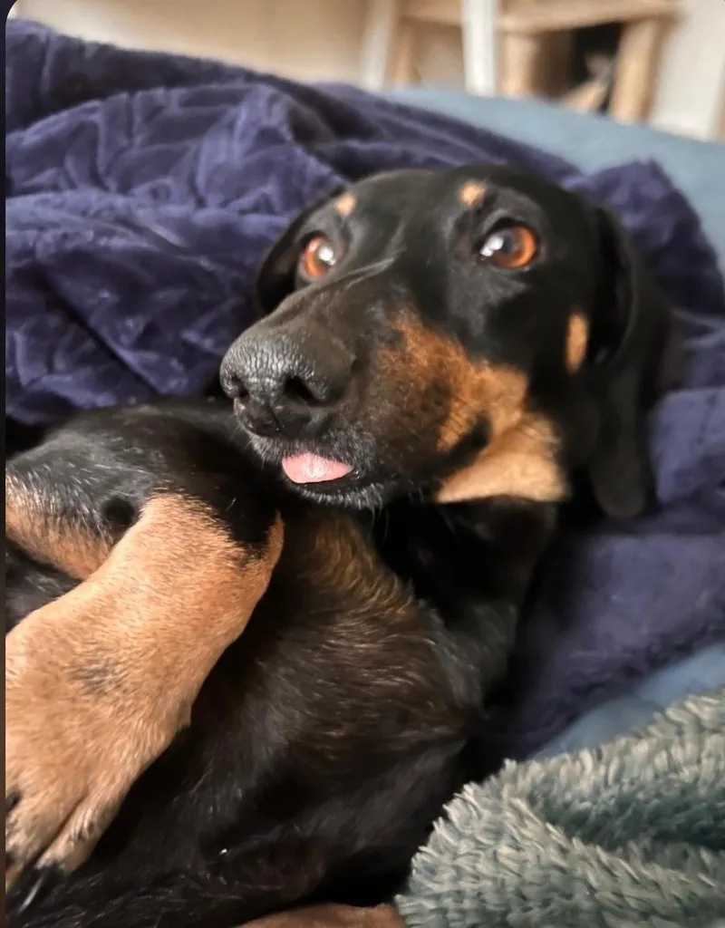 An adult small-sized female Black Dachshund dog named Cookie for adoption in Brentwood, CA