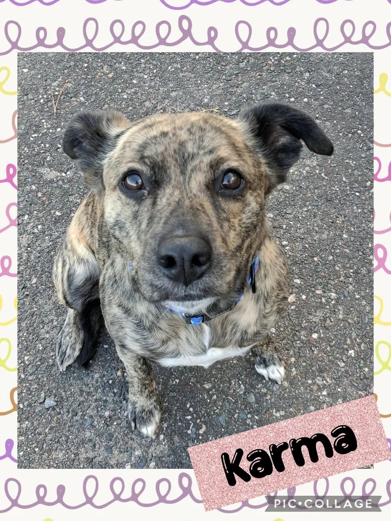An adult medium-sized female Brindle Mixed Breed dog named Karma for adoption in Iron River, MI