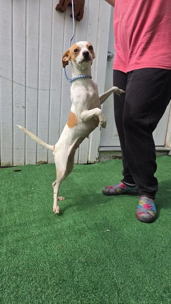A young small-sized female Rat Terrier dog named Penny for adoption in Waterloo, IL