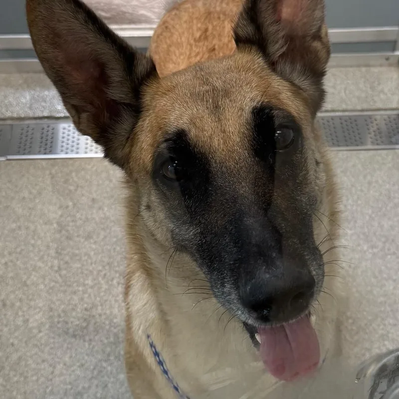 An adult large-sized female Yellow / Tan / Blond / Fawn Shepherd dog named Stardew for adoption in Matteson, IL