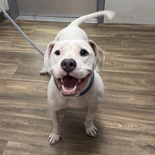 A young medium-sized male Pit Bull Terrier dog named Aspen Kobe for adoption in San Diego, CA