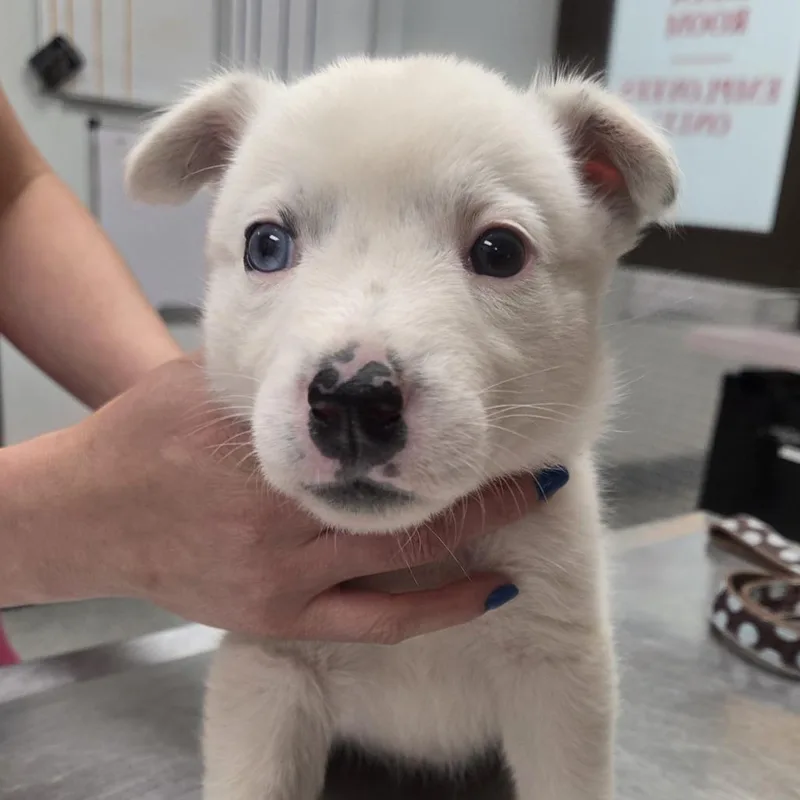 A baby medium-sized female White / Cream Australian Shepherd dog named Blanca for adoption in Durango, CO