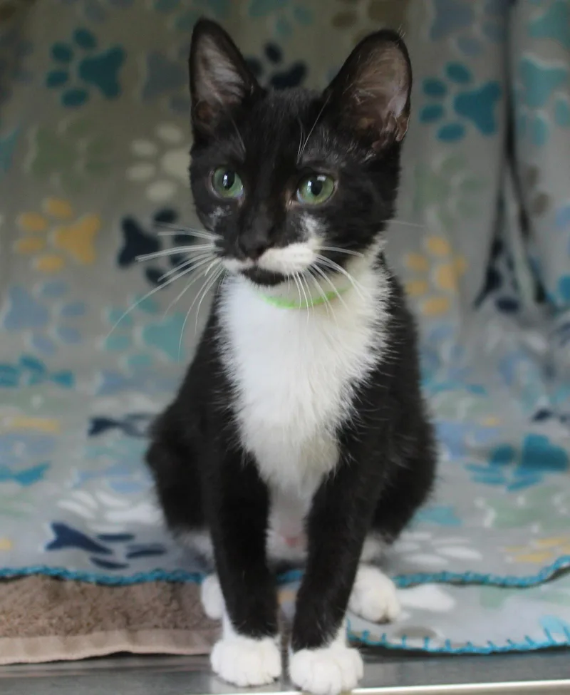 A baby medium-sized male Black & White / Tuxedo Domestic Medium Hair cat named Elmer for adoption in Prattville, AL