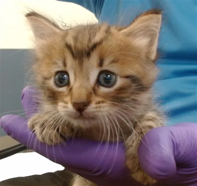 A baby small-sized male Domestic Short Hair cat named Charmander for adoption in Miami, FL