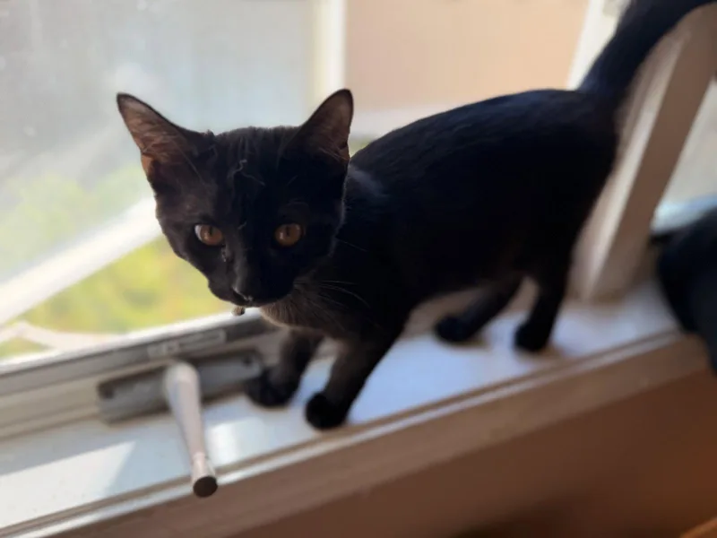 A baby small-sized female Black Domestic Short Hair cat named Honey Bun for adoption in Mission Viejo, CA