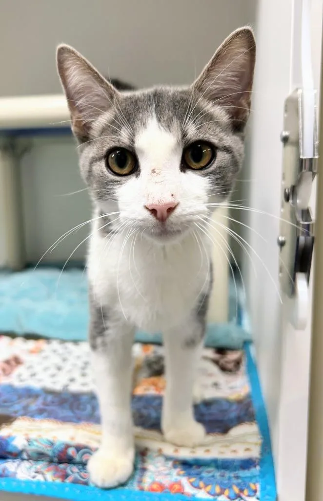 A baby medium-sized male Domestic Short Hair cat named Sky for adoption in Zimmerman, MN