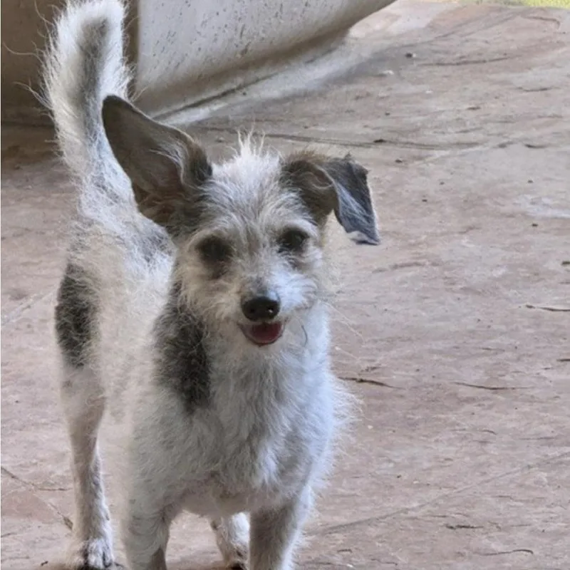An adult small-sized male Terrier dog named Jackson Browne for adoption in Houston, TX